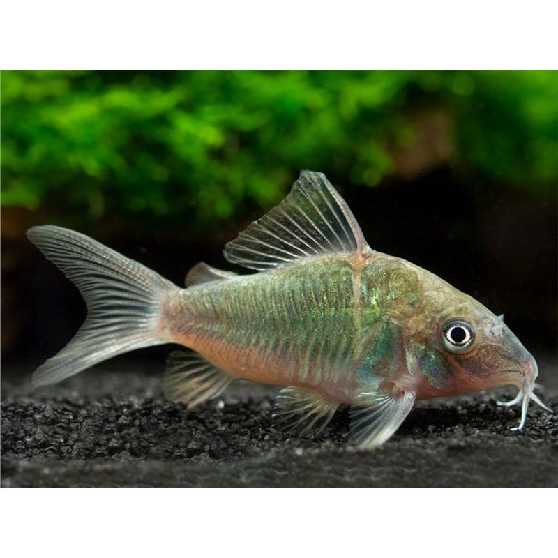 Brochis Splendens - imagine 3